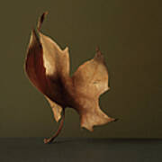 Dried Leaf Art Print