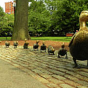 Ducklings In Boston Public Garden Art Print