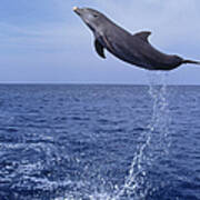 E0485 Bottlenose Dolphin Jumping Art Print
