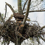 Eagle Nest Art Print