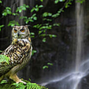 Eagle Owl By Waterfall Art Print