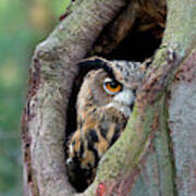 Eagle Owl Peering From Nest Cavity Art Print