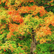 Early Fall Maple 2212 Art Print