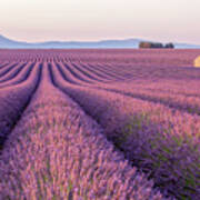 Early Morning In A Provences Lavender Art Print