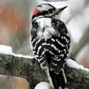 Eastern Downy Woodpecker In The Snow Art Print