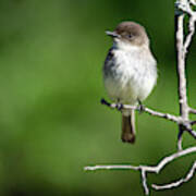 Eastern Phoebe Original Art Print