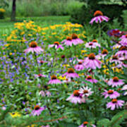 Purple Coneflowers In Summer Border Art Print