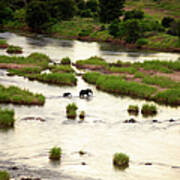 Elephant Loxodonta Africana Crossing Art Print