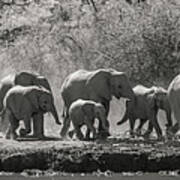 African Elephants Approaching Art Print