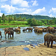 Elephants Bathing In River Art Print