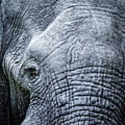 Elephants Eye Close-up Art Print
