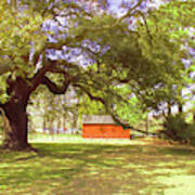 Beneath The Old Emancipation Oak Tree Art Print