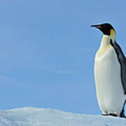 Emperor Penguin Art Print