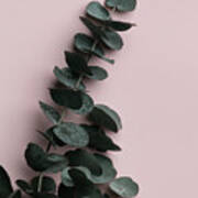 Eucalyptus Pink No02 Art Print