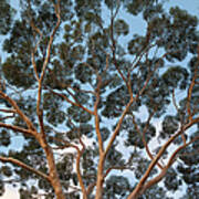 Eucalyptus Tree Trunk Canopy, Evening Art Print