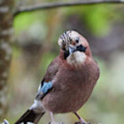 Eurasian Jay The Pose Art Print