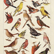 European Songbirds, Chromolithograph Art Print