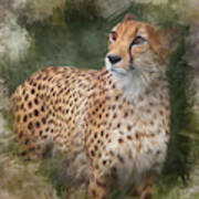 Ever Watchful Cheetah Art Print