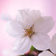 Extreme Close Up Of  Cherry Blossoms Art Print