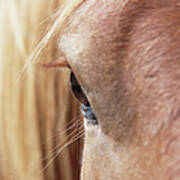 Extreme Close Up Of Horses Eye Art Print