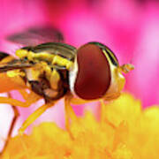 Extreme Hoverfly Art Print