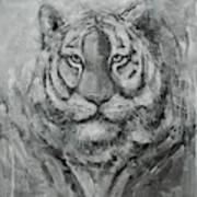 Eye Of The Tiger Art Print