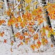 Fall And Snow Art Print