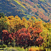 Fall Colors Along Avalanche Creek Road Art Print