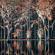 Fall Colors At The Cypress Lake Art Print