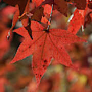 Fall Sweetgum Leaves Df002 Art Print