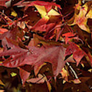 Fall Sweetgum Leaves Df004 Art Print