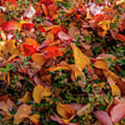 Fallen Colourful Leaves In Autumn Art Print