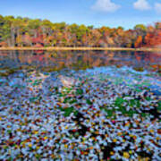 Fallen Leaves On Lake, Daingerfield State Park, Texas Art Print