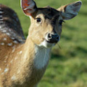 Fallow Deer Art Print