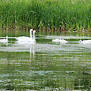 Family Of Swans Art Print