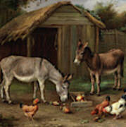 Farmyard Scene With Donkeys And Chickens Art Print