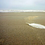 Feather Beach Clouds Art Print