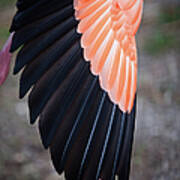 Feathers On Stretched Flamingo Wing Art Print
