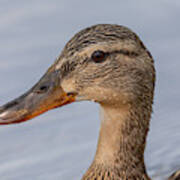 Female Mallard Portrait Art Print