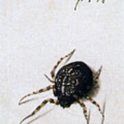 Female Spider, 1578. Artist Joris Art Print