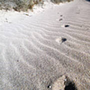 Feral Cat Footprints In The Sand. Shelter Bay, Edel Land Art Print