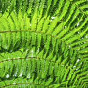 Fern Art Print