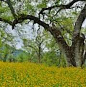 Fiddleneck With Oaks Three Rivers Art Print