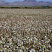 Field Of Cotton With Mountains Beyond Art Print