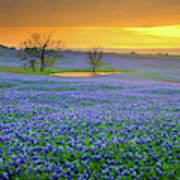 Field Of Dreams Texas Sunset - Texas Bluebonnet Wildflowers Landscape Flowers Art Print