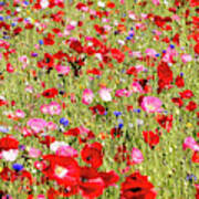 Field Of Red Poppies Art Print