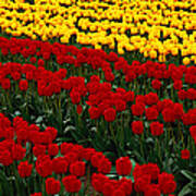 Fields Of Red And Yellow Tulips Art Print