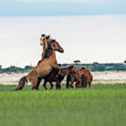 Fight Breaks Out Between Two Stallions Art Print