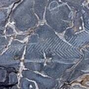 Fish Fossil Art Print