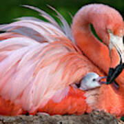 Flamingo Mom With Her Chick Art Print